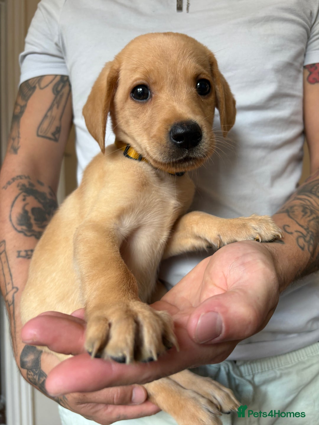 Labrador Retriever dogs for sale: Female Yellow Labrador Puppy  - Image 8