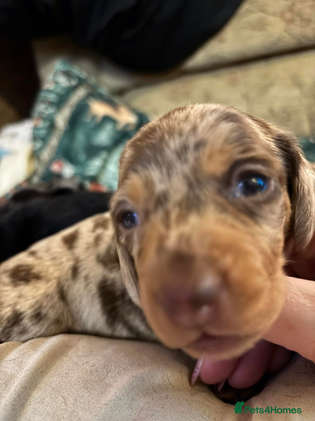 Dachshund dogs for sale: beautiful litter of five dachshund puppies - Advert 2