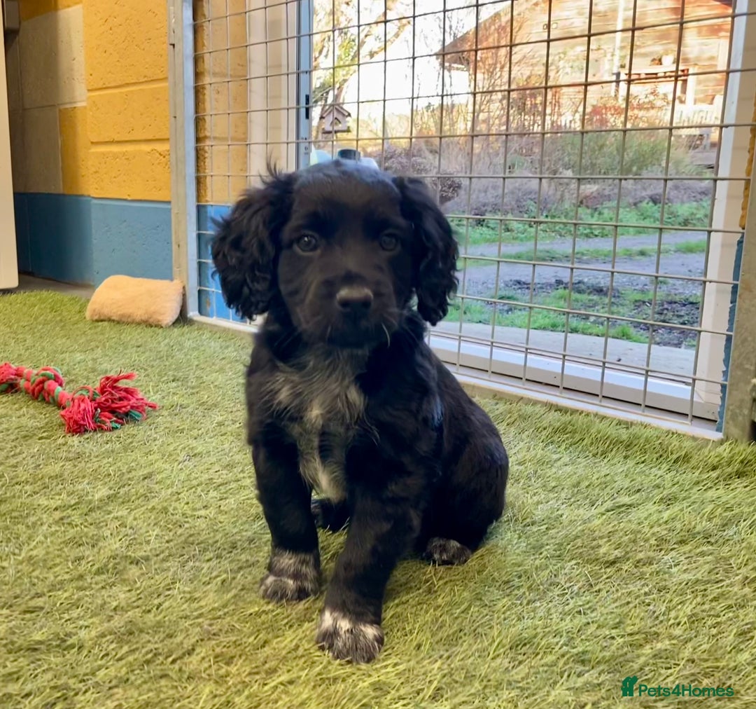Sprocker dogs for sale: Sprocker Spaniel puppies - Advert 10