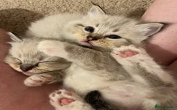 Ragdoll cats for sale: Rehoming wonderful lynx Ragdoll (she’s not £1000!) - Image 3