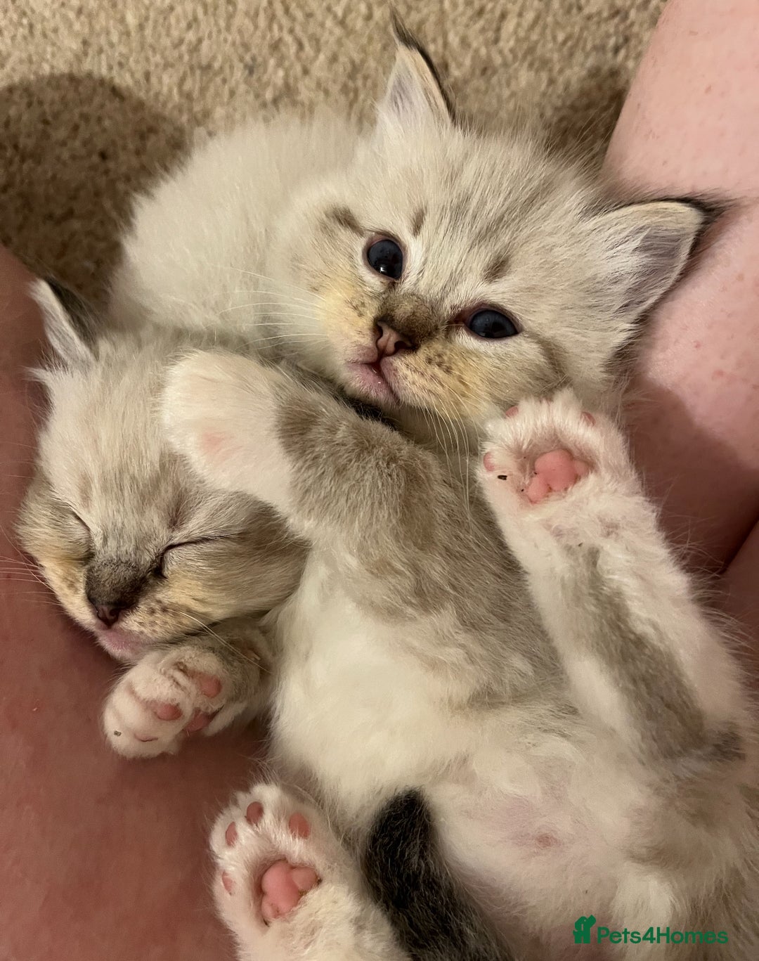 Ragdoll cats for sale: Rehoming wonderful lynx Ragdoll (she’s not £1000!) - Image 3