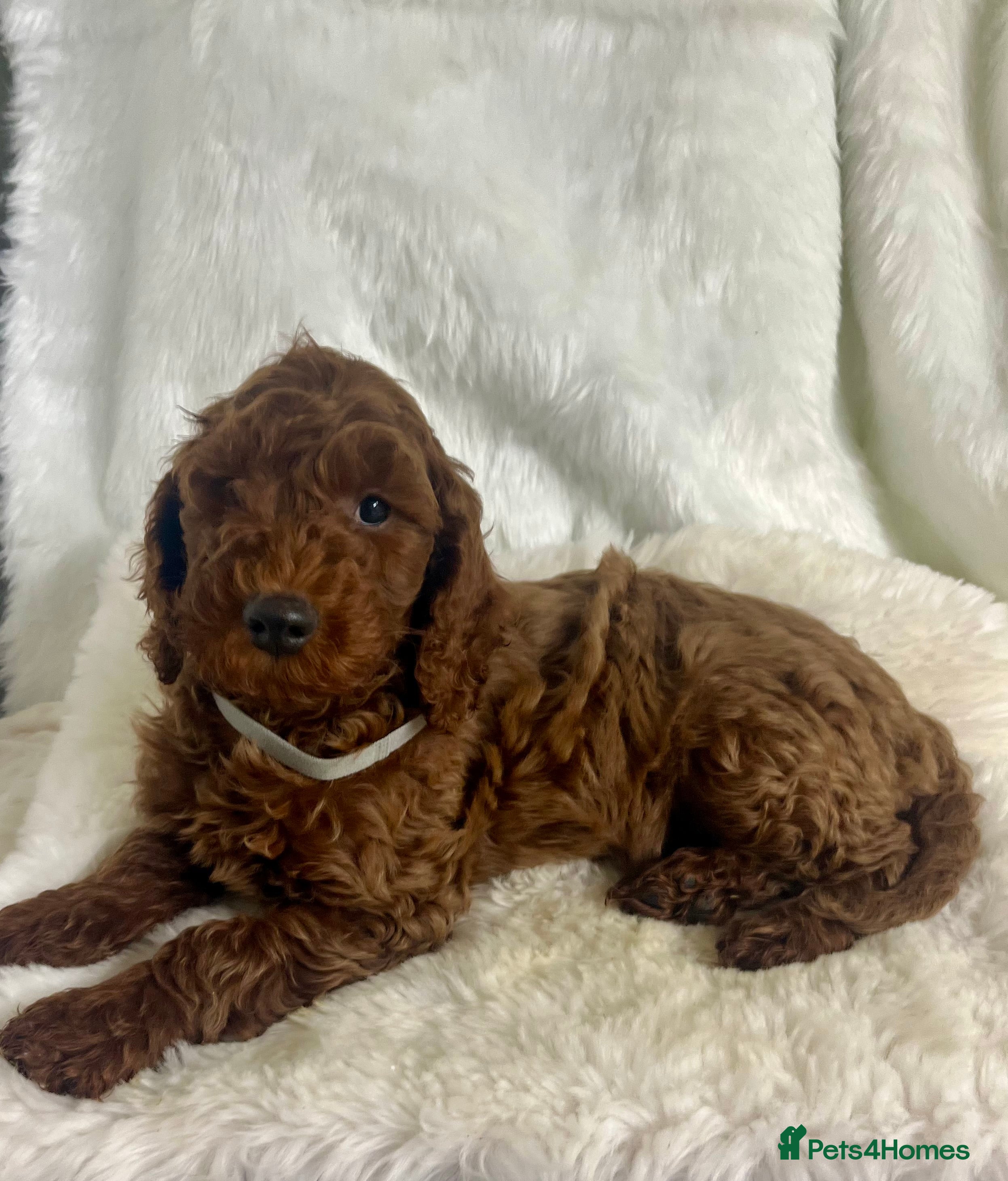 Goldendoodle dogs multigenerational Australian Golden doubledoodles - Advert 6