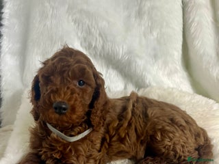 Goldendoodle dogs multigenerational Australian Golden doubledoodles - Advert 6