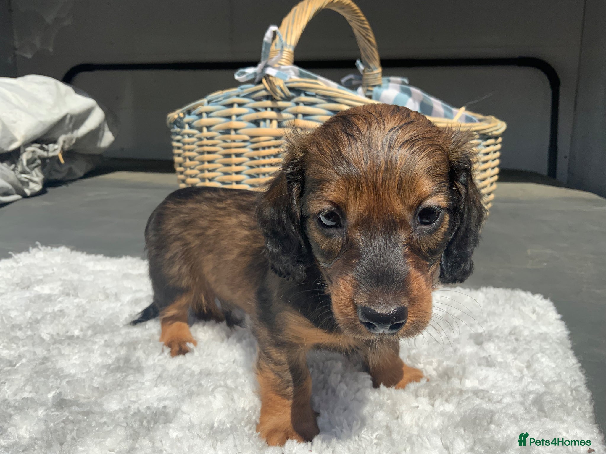 Miniature Dachshund dogs for sale: Miniature Dachshund Puppies 🐶  - Advert 13