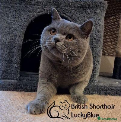 British Shorthair cats for stud: AMAZING BSH STUD - Advert 1
