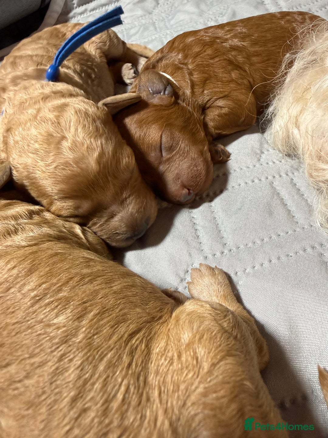 Labradoodle dogs for sale: Beautiful labradoodles  - Advert 27