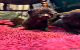 Domestic Shorthair cats for sale: Kittens for sale  - Image 5