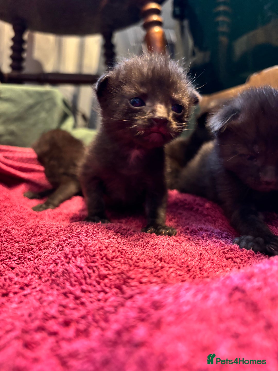 Domestic Shorthair cats for sale: Kittens for sale  - Image 5