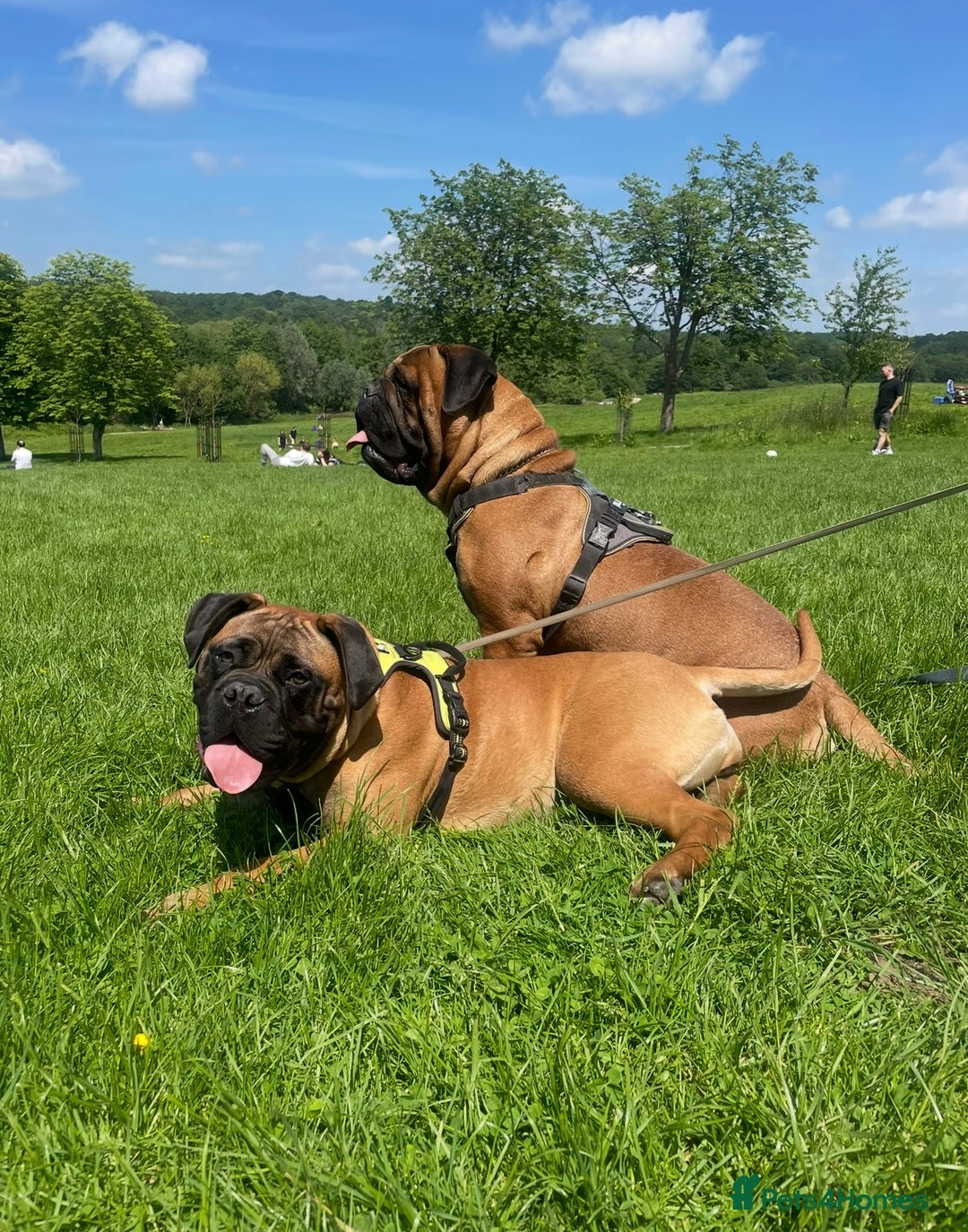 Bullmastiff dogs for sale: Beautiful Bullmastiff girl - Image 10