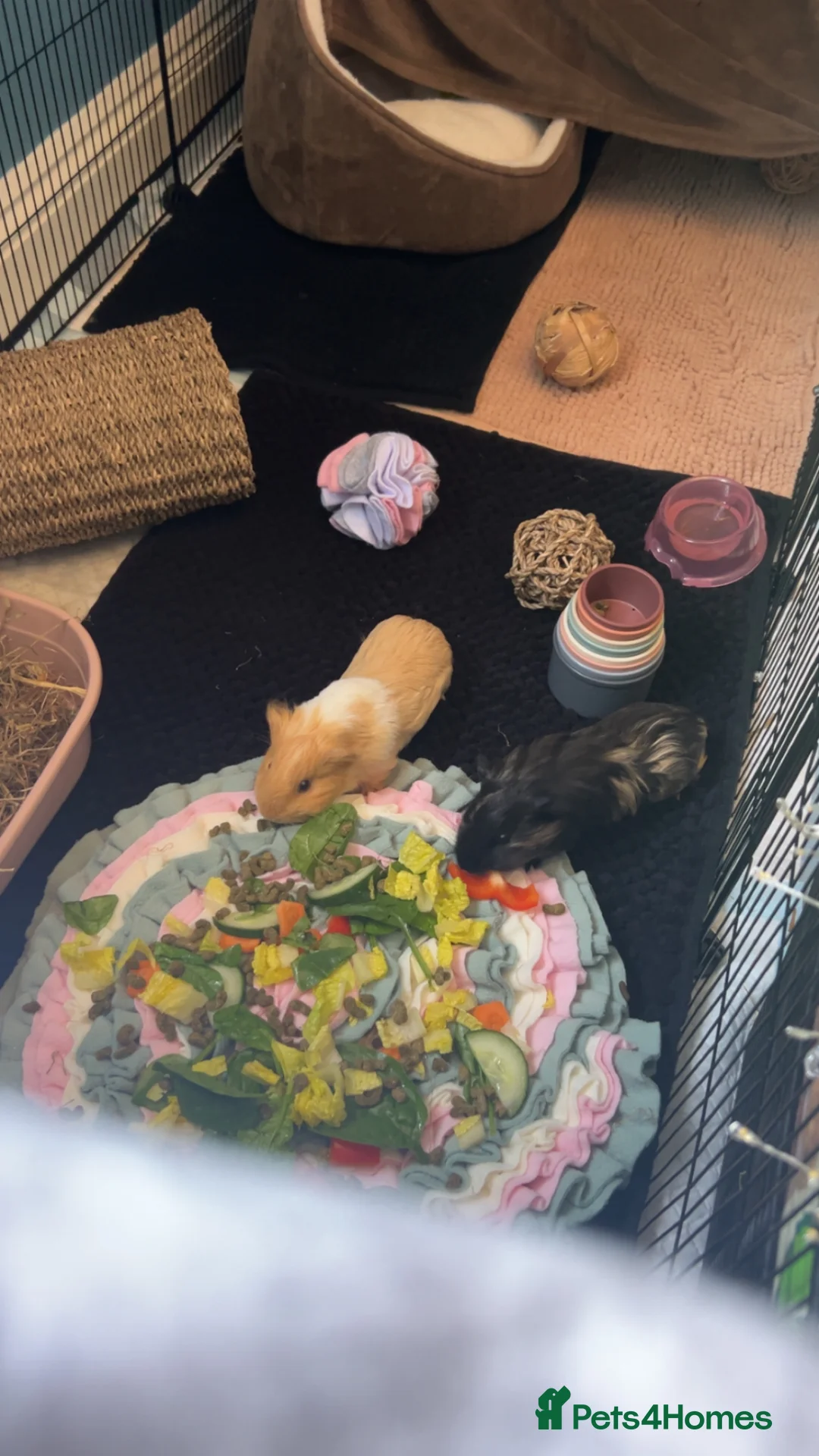 Guinea Pig rodents for sale: Two male Guinea pig brothers  - Advert 1