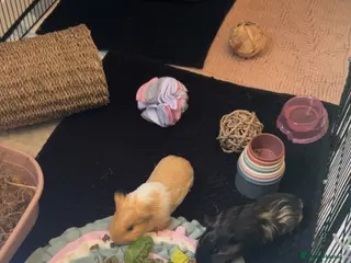 Guinea Pig rodents Two male Guinea pig brothers - Advert 1