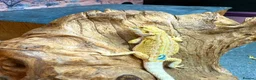 Bearded Dragon reptiles for sale: Super Citrus YELLOW US Bloodline  - Advert 6