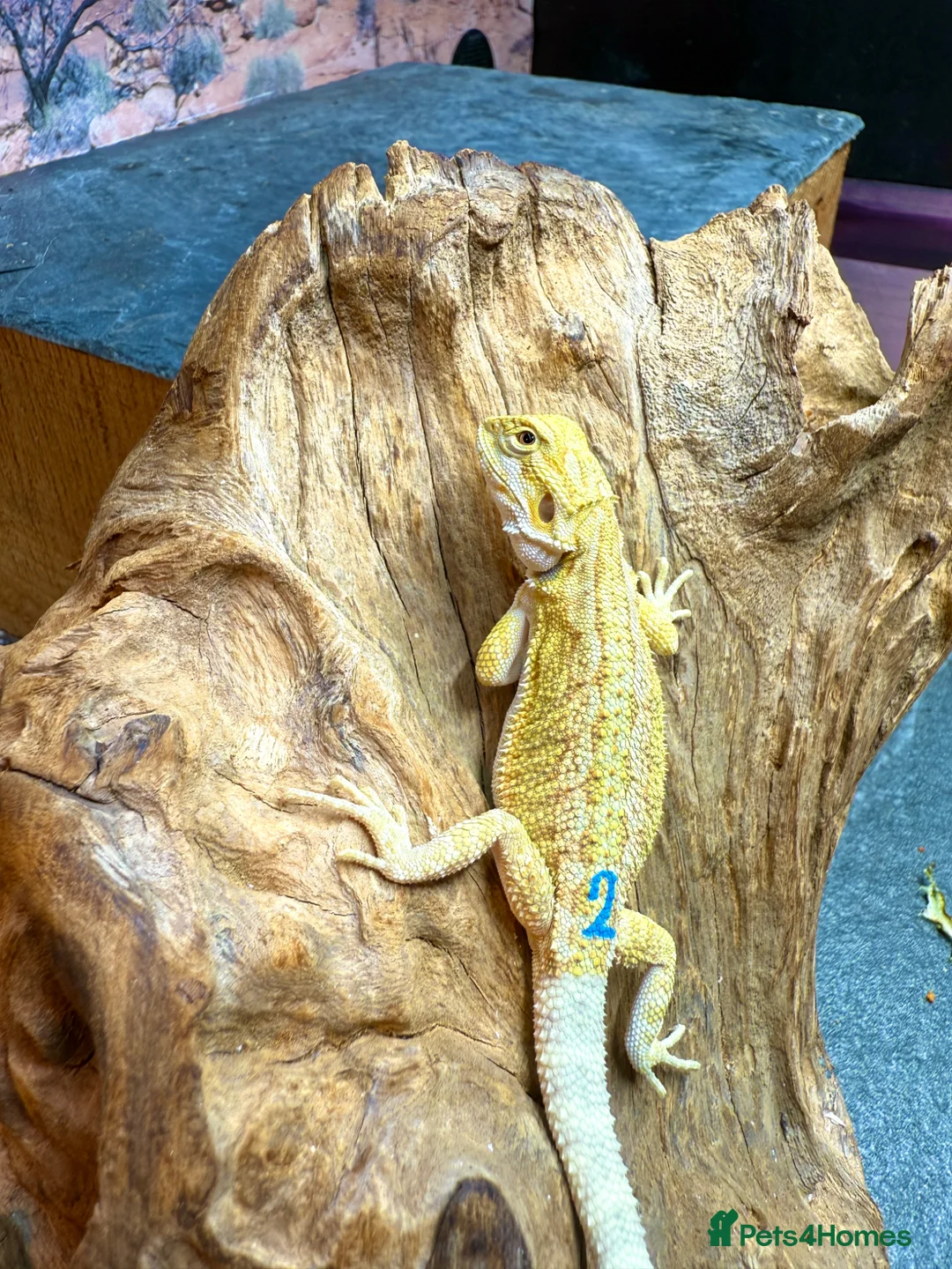 Bearded Dragon reptiles for sale: Super Citrus YELLOW US Bloodline  - Advert 6