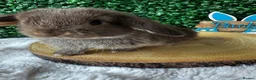 Mini Lop rabbits for sale: Mini Lops Rabbits Ready to leave 9.06.26 - Advert 3