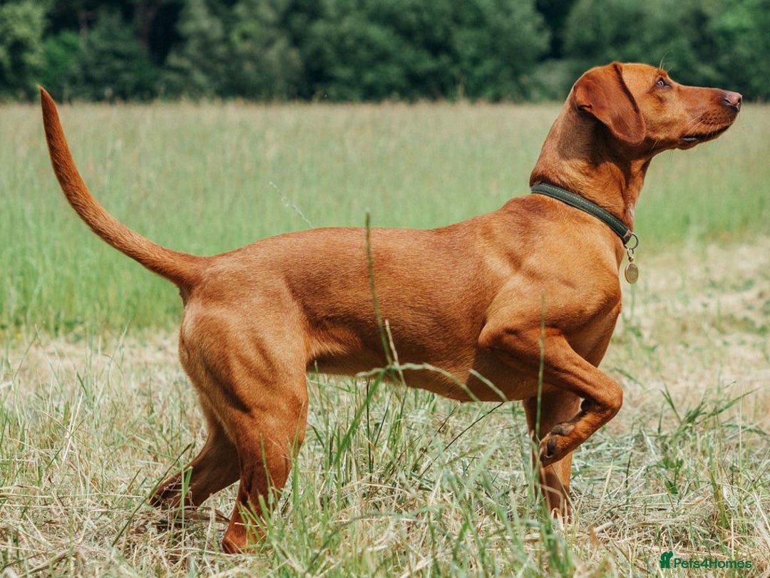 Mixed Breed dogs for sale: Vizla x Fox Red Lab (75/25) Puppies - Image 18