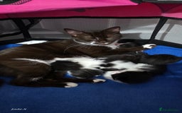 Domestic Shorthair cats for sale: A little of 5 beautiful kittens! - Advert 15