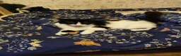Mixed Breed cats for sale: Kitten in Coventry - Advert 1