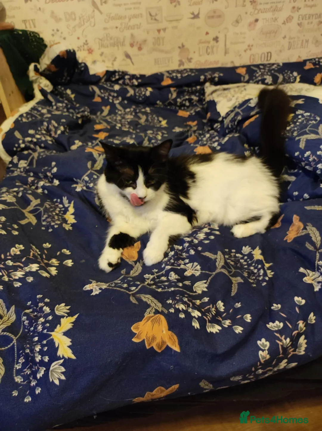 Mixed Breed cats for sale: Kitten in Coventry - Advert 1