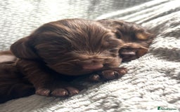 Cocker Spaniel dogs for sale: Extensively Health tested/KC REG Cocker Puppies - Image 11