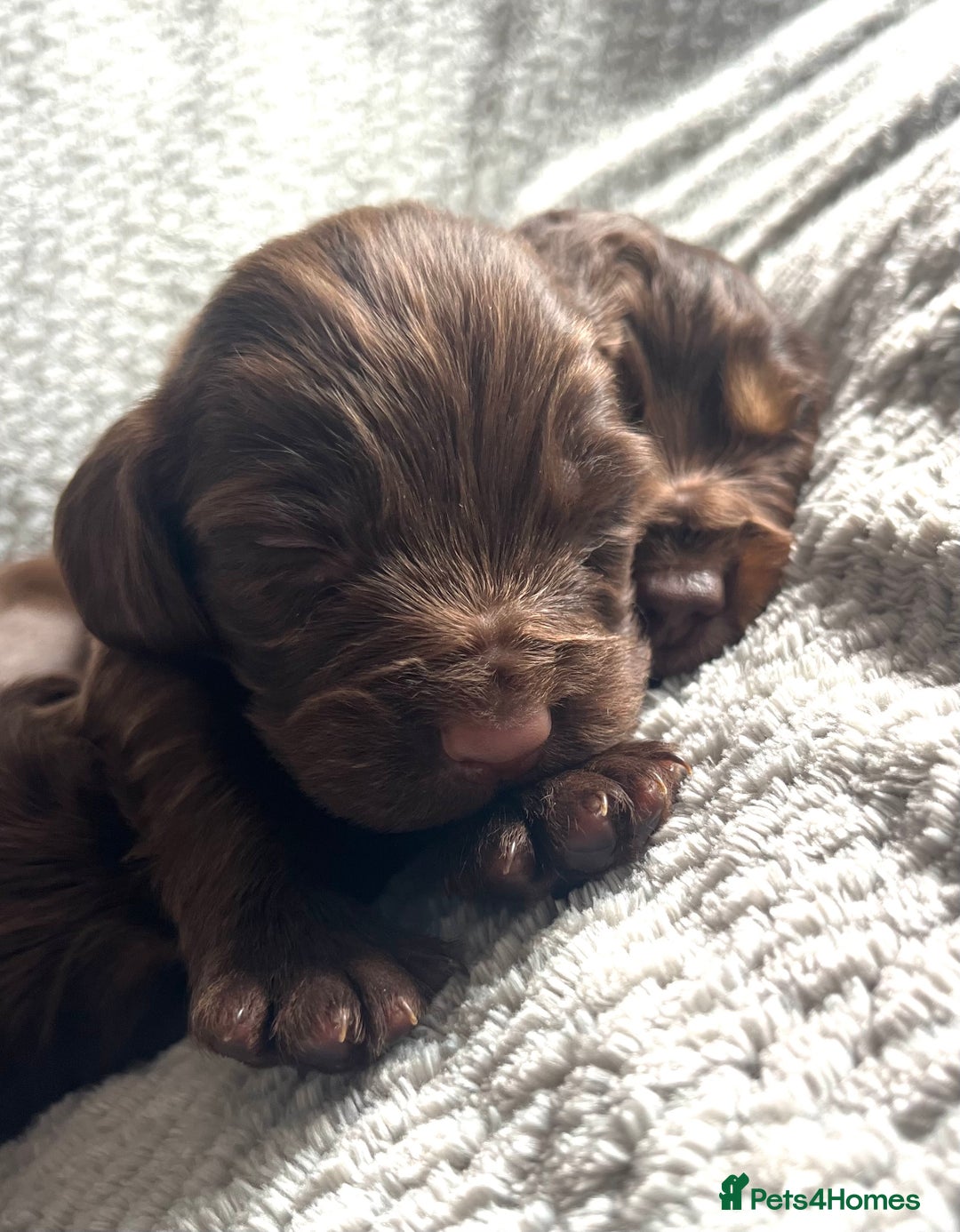 Cocker Spaniel dogs for sale: Extensively Health tested/KC REG Cocker Puppies - Image 11