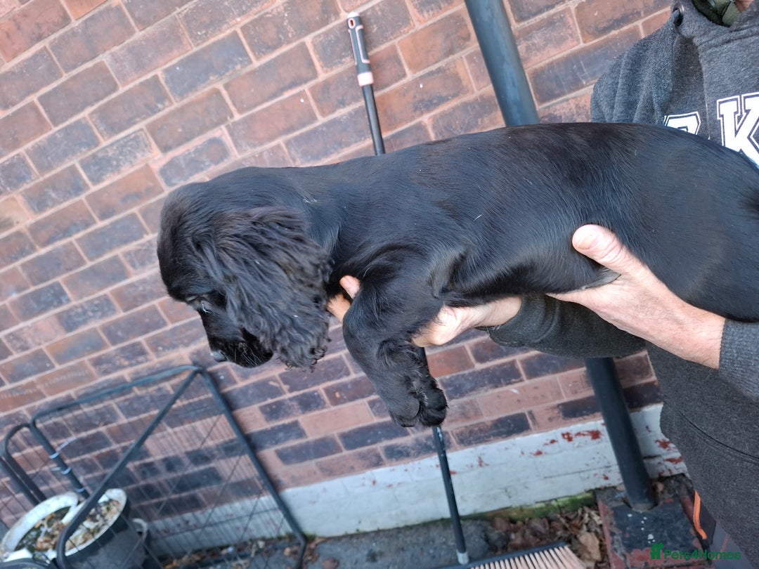 Sprocker dogs for sale: Sprocker Puppies Ready Now - Advert 6