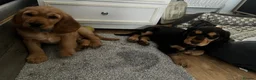 Cocker Spaniel dogs for sale: Cocker Spaniel Puppies - Advert 21