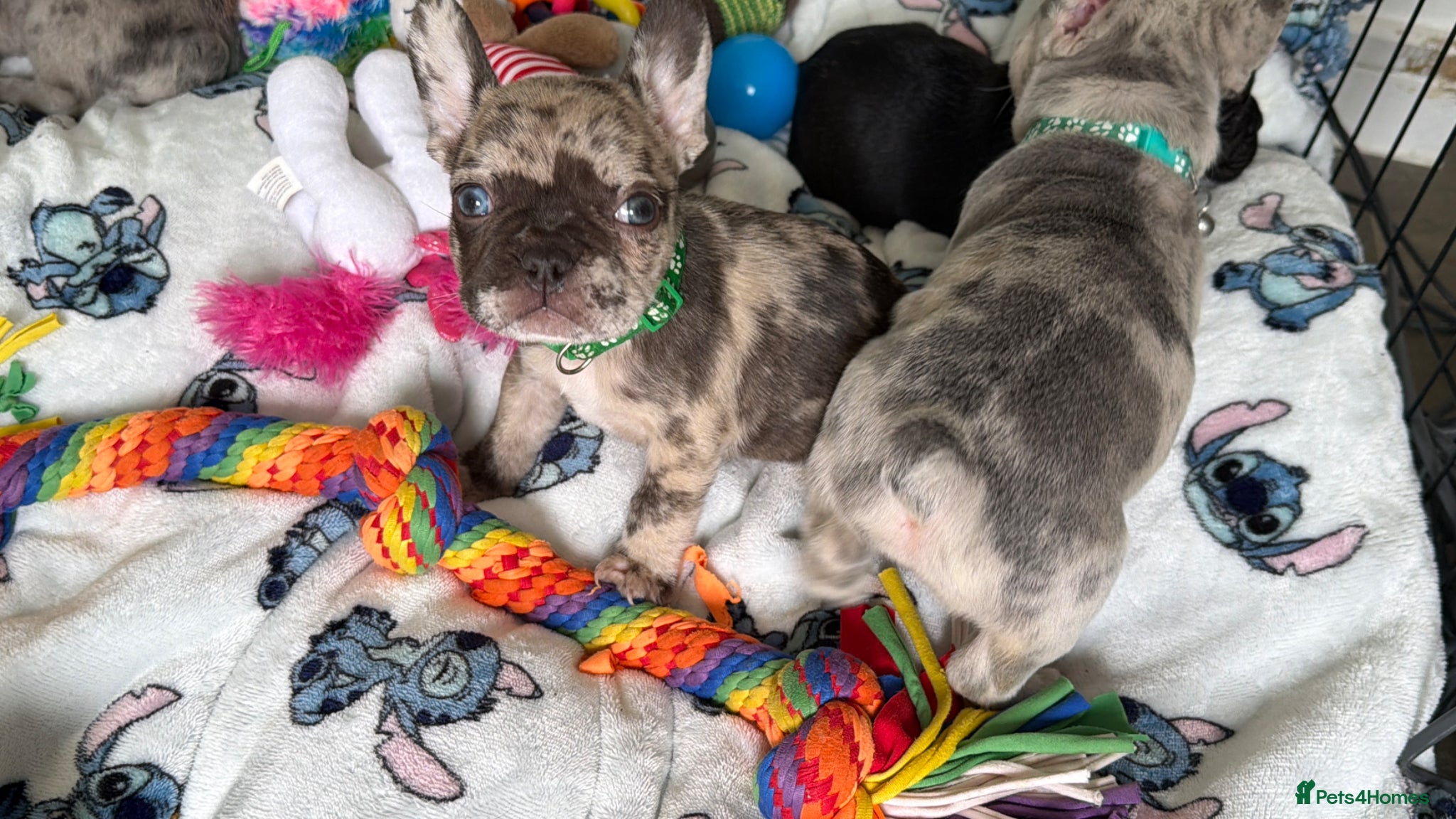 French Bulldog dogs Incredible blue eyes. 7 Merle 1 black. Best on net - Advert 3