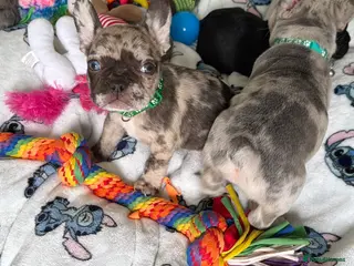 French Bulldog dogs Incredible blue eyes. 7 Merle 1 black. Best on net - Advert 3