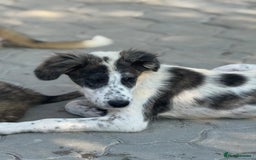 Mixed Breed dogs for adoption: ODIN, a superb young boy - for a Loving Home - Image 19