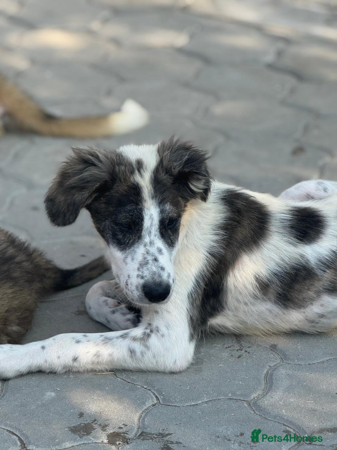 Mixed Breed dogs for adoption: ODIN, a superb young boy - for a Loving Home - Image 19
