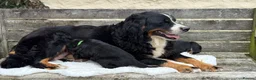 Bernese Mountain Dog dogs for sale: 🐾 Beautiful KC Bernese Mountain Dog Puppies 🐾  - Advert 2