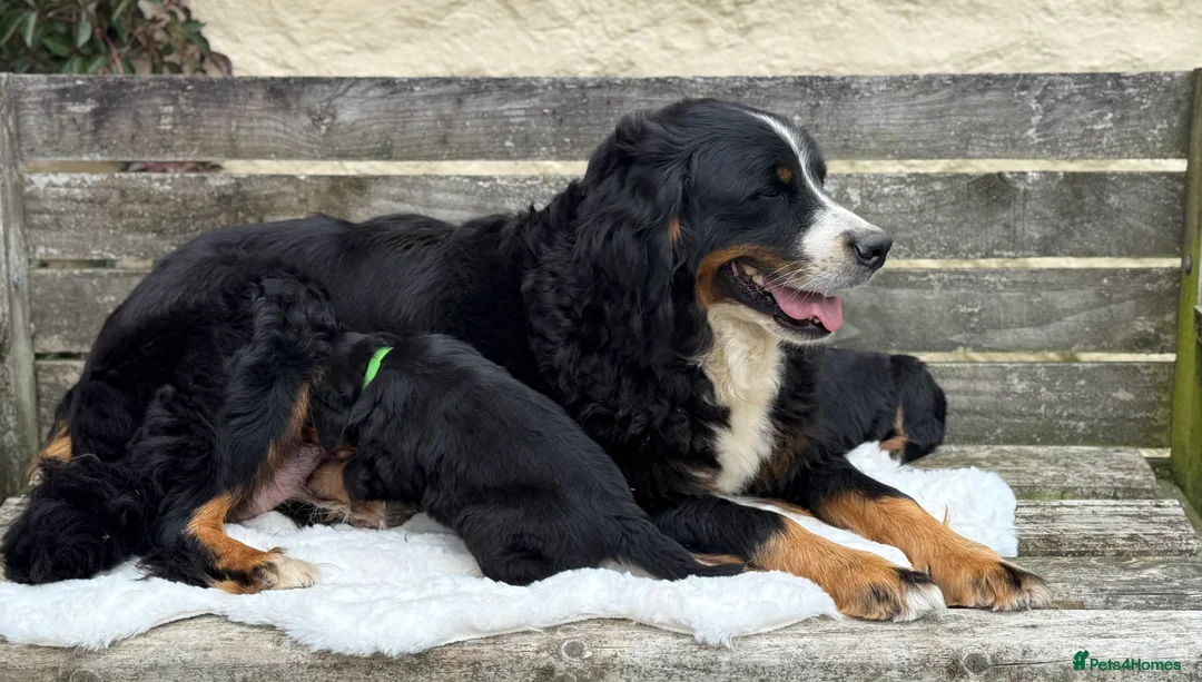 Bernese Mountain Dog dogs for sale: 🐾 Beautiful KC Bernese Mountain Dog Puppies 🐾  - Advert 2