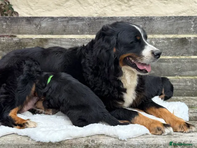 Bernese Mountain Dog dogs for sale: 🐾 Beautiful KC Bernese Mountain Dog Puppies 🐾 - Advert 2