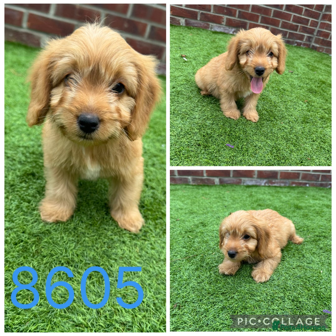 Cockapoo dogs for sale: Beautiful F1 TOY Cockapoos - Image 7