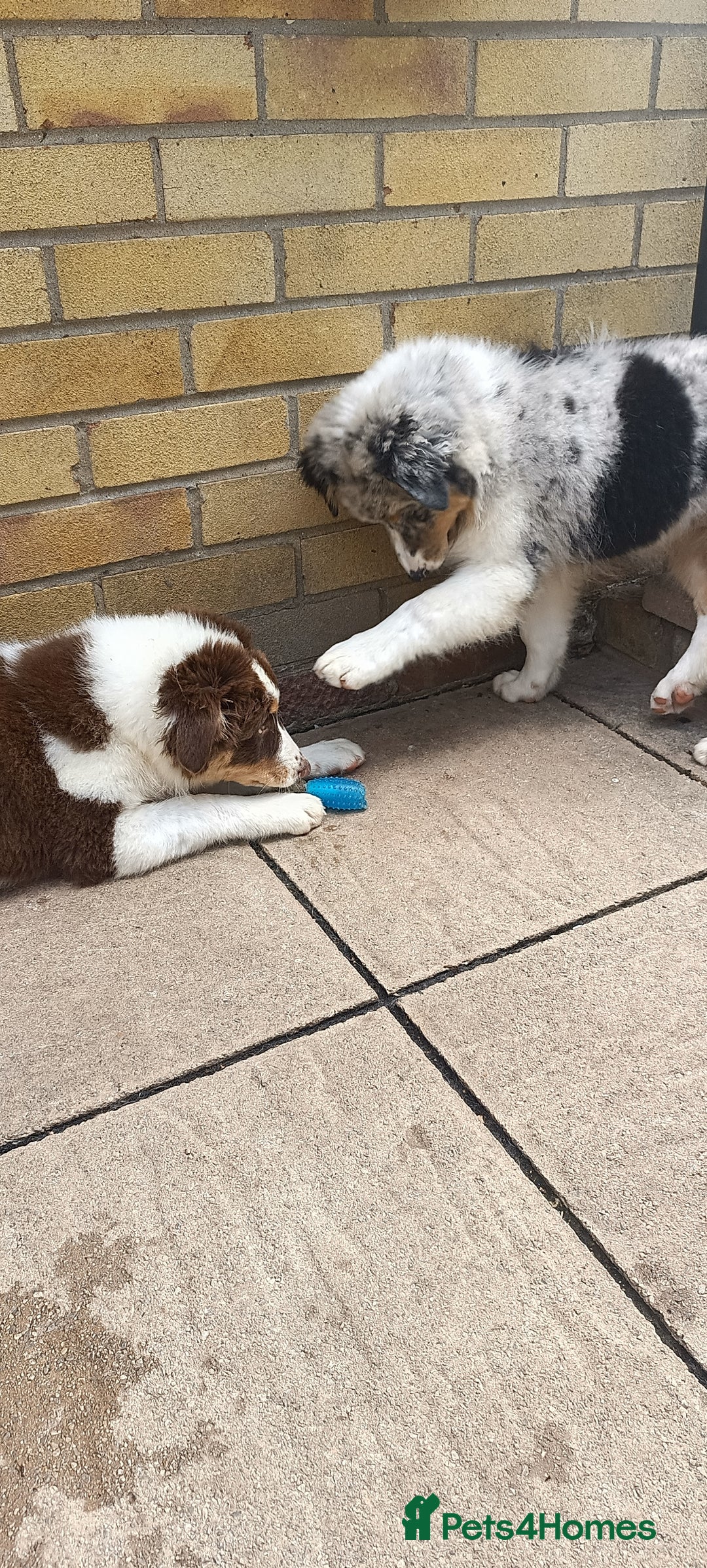 Australian Shepherd dogs for sale: Australian Shepherd puppies in Peterborough - Image 7