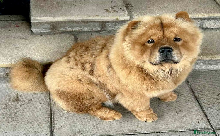 Chow Chow dogs - Advert 9