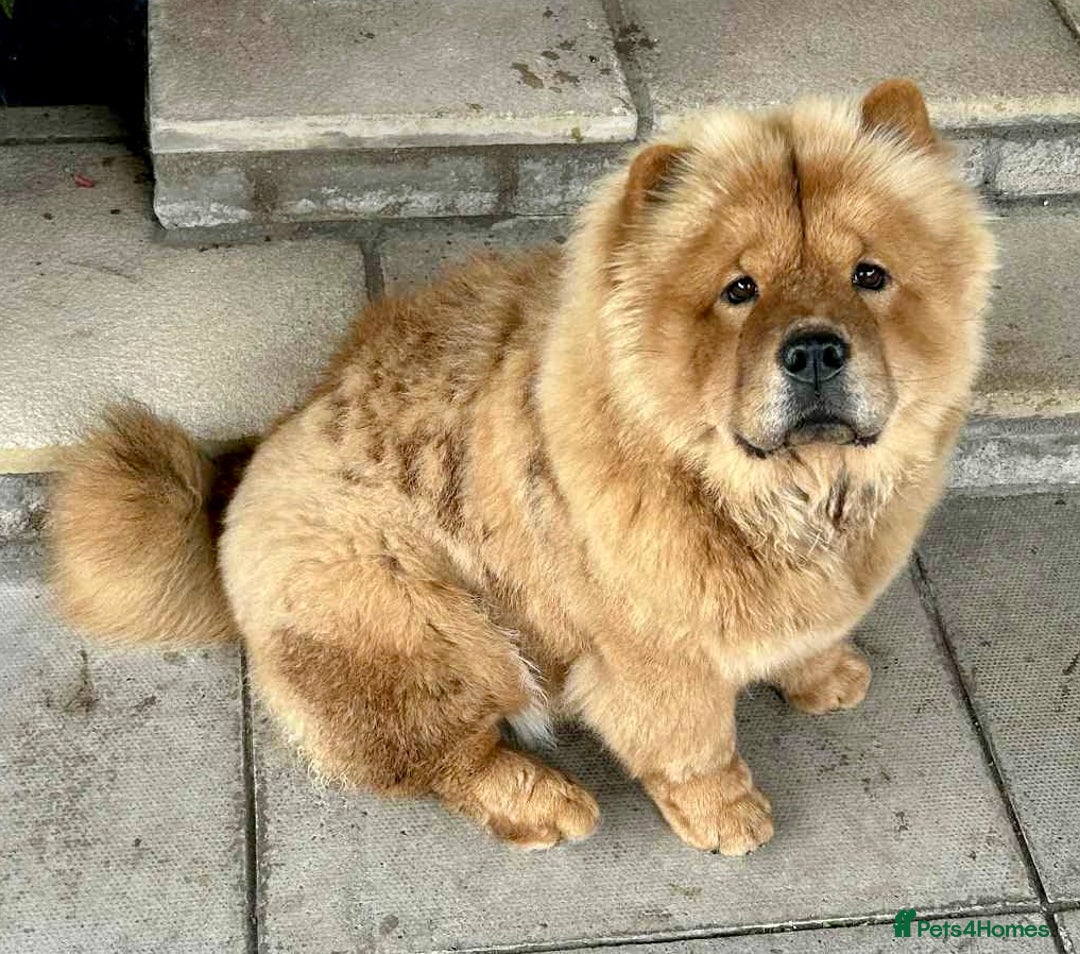 Chow Chow dogs for sale: Chow Chow Pup KC Reg Female 10 Months - Image 1