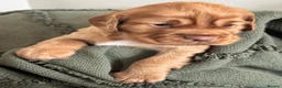 Cocker Spaniel dogs for sale: Working cocker Spaniel Puppies - Advert 9