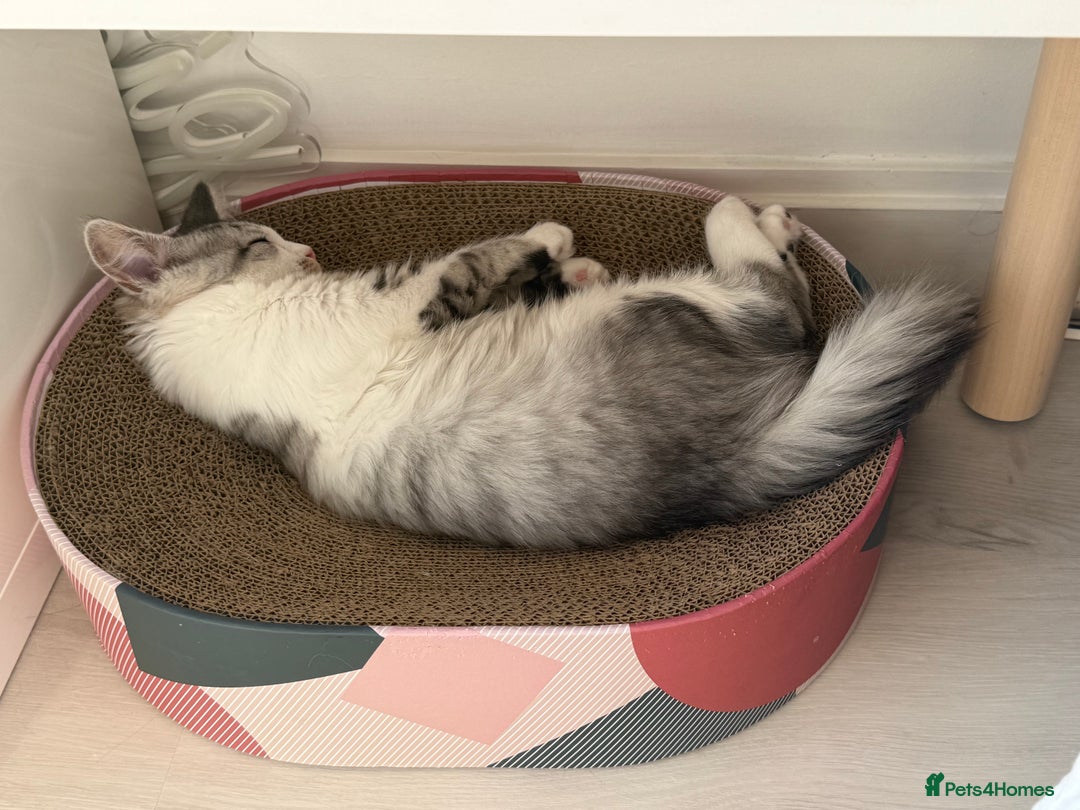 Munchkin cats for sale: ⭐️⭐️-3x TICA Munchkins - Super Short Legs-⭐️⭐️  - Image 11