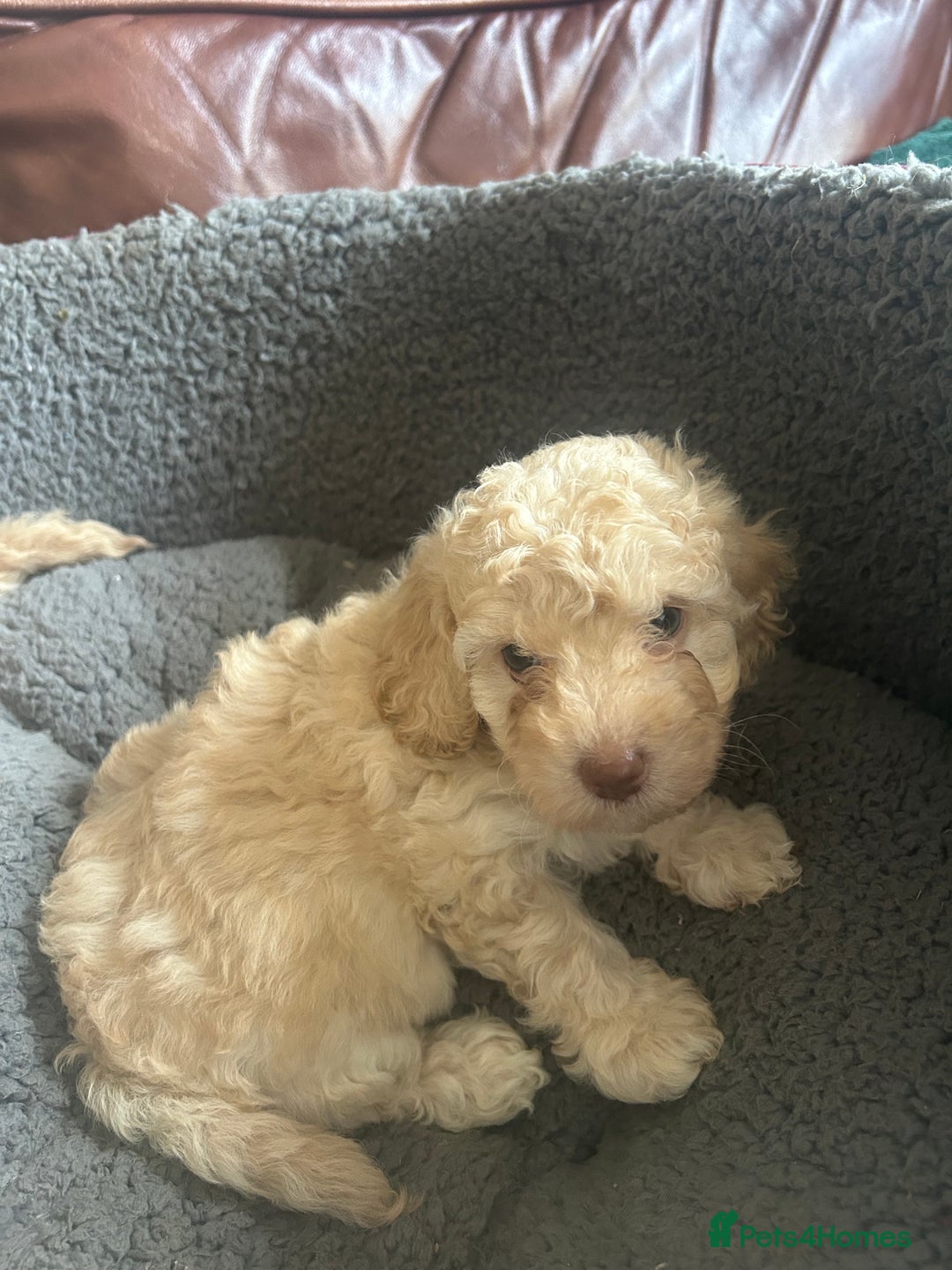 Cockapoo dogs for sale: cockapoo puppies  - Image 20