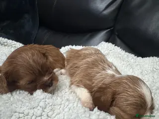 Cavalier King Charles Spaniel dogs Ready now Cavalier King Charles puppies - Advert 2