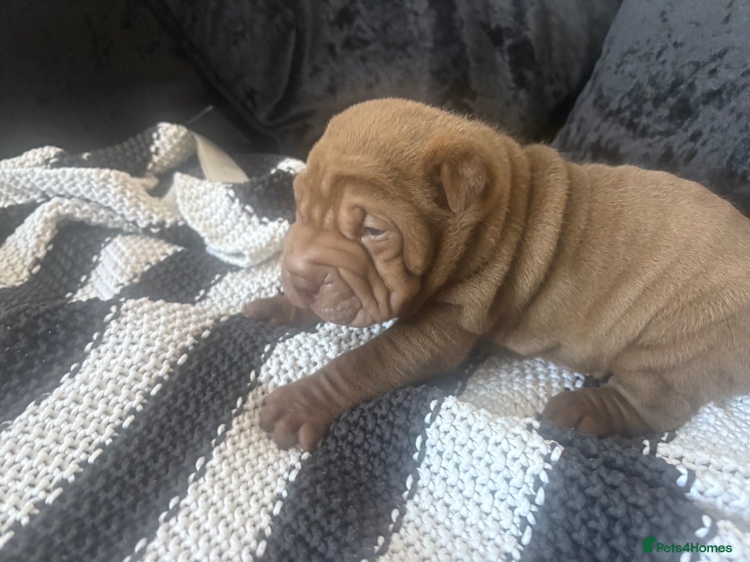 Shar Pei dogs for sale: 3 Shar Pei boys - Image 5