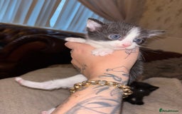 Mixed Breed cats for sale: 2 beautiful kittens left  - Image 6