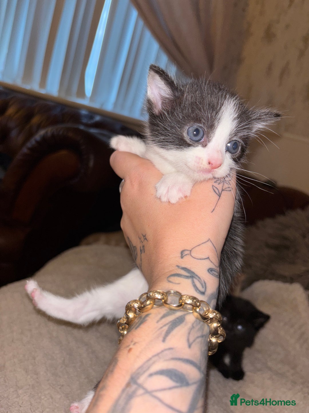 Mixed Breed cats for sale: 2 beautiful kittens left  - Image 6