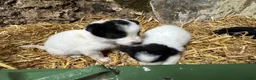 Border Collie dogs for sale: Cute border collies from Working parents - Advert 18
