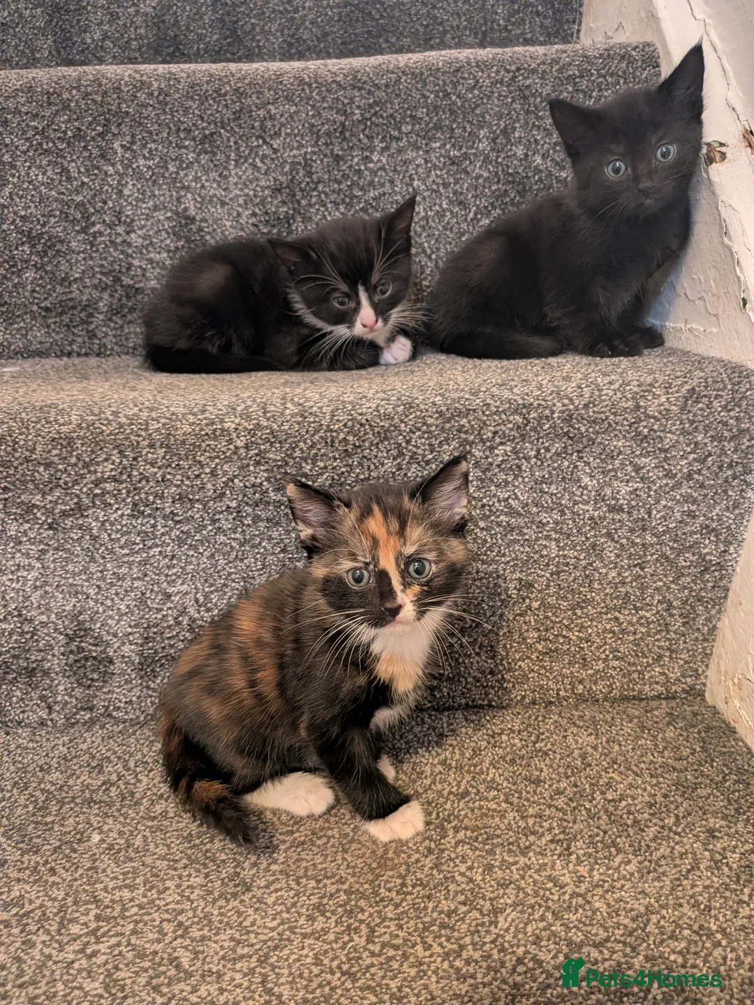 Domestic Shorthair cats for sale: Sweethearts ❤️ - Advert 2