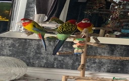 Parakeets birds for sale: 2 golden mantle rosellas with cage - Image 6
