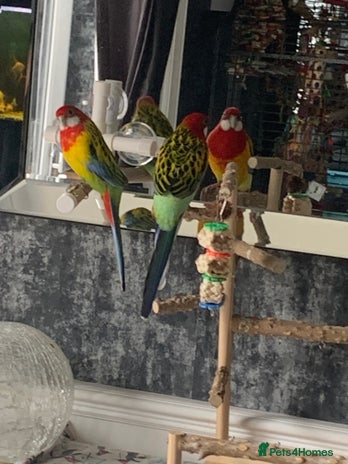 Parakeets birds - Advert 1