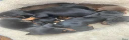 Dachshund dogs for sale: Beautiful dachshund puppies - Advert 5