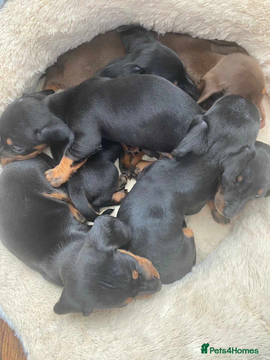 Dachshund dogs for sale: Beautiful dachshund puppies - Advert 5
